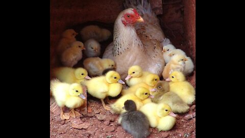 Hen Fosters Baby Ducklings!