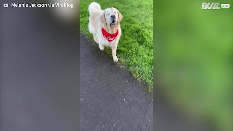 Puppy guides old blind dog