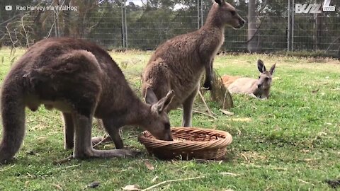 Cacatua ruba il pranzo a un canguro in Australia