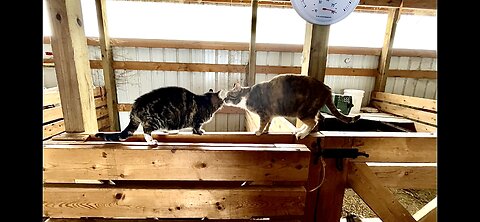 Barn cat showdown! Returning our amputee cat to the goat barn. | Goat check after Polar Vortex