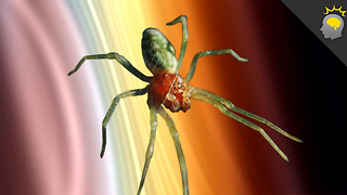 Stuff to Blow Your Mind: Phobia of the Week: Arachnophobia – Epic Science