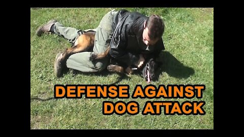 How to defend against an aggressive dog. Self defense dog attack