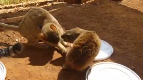 Rescued Rock Dassie doesn't want the other animals to eat