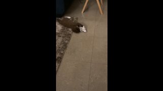 Kitty play