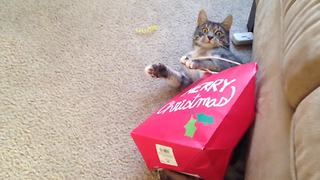 A Cat Gets Stuck In A Christmas Paper Bag