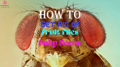 How to Get Rid of Fruit Flies | 6 Ways to Get Rid of Fruit Flies - Daily Needs Studio