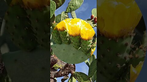 PRICKLY PEAR CACTUS: An ideal plant for xeriscaping for USDA zones 4 to 9