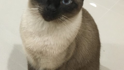 Cute Siamese cat Loves her hiding spot