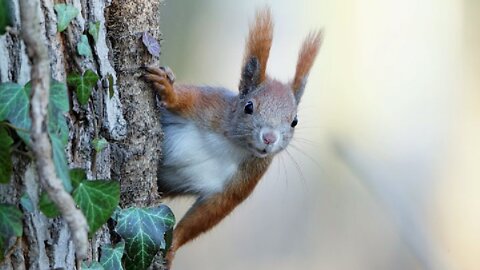 Squirrel Head Grey Squirrel Eatting