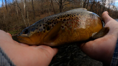 JerkBaiting the Little Juniata River for Trout.(Rumble Exclusive)