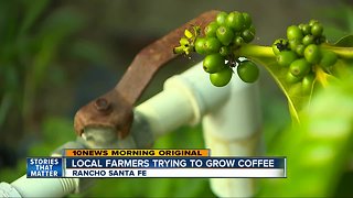 San Diego farms see coffee as next cash crop