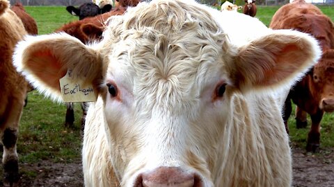 Man laughs when he discovers neighbor's cows have hilarious names