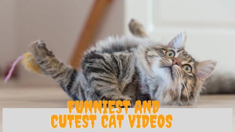 Funniest😂 and cutest cat videos🥰....#shorts #funnycat #cutecat #catvideo