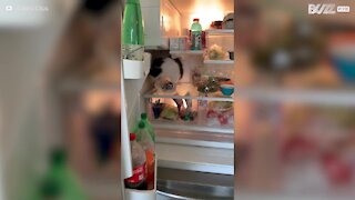 Gato rouba o almoço do frigorífico!
