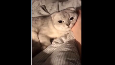 So Cute! Cat uses hooman hand as pillow! #shorts