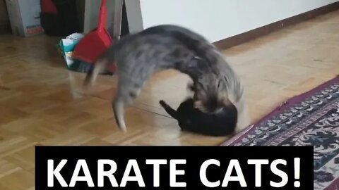 Karate Fighting Cats