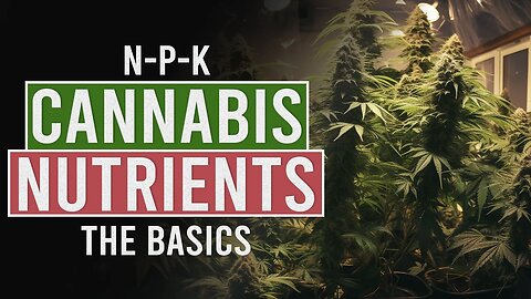 Getting the Perfect Nutrient Balance for your Cannabis Plants!