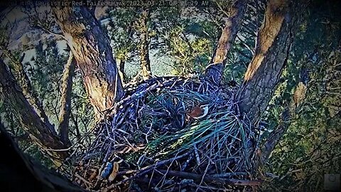 Carolina Wren Visits Angel's Nest 🌲 03/21/23 08:33