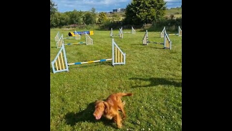 pointer Remote Dog Training - pointer puppy training