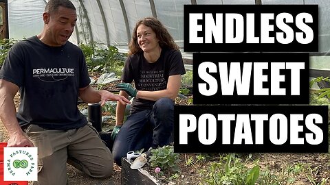 Planting Our First Homegrown Sweet Potato Slips!