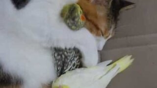 Cat snuggles up with birds