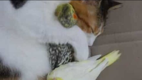 Cat snuggles up with birds
