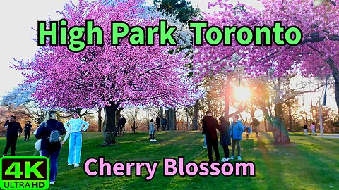 【4K】🌸 Cherry Blossom 🌸 Sakura Toronto Canada 🇨🇦