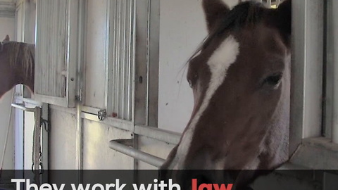 Wide Open Pets Visits Bluebonnet Equine Humane Society