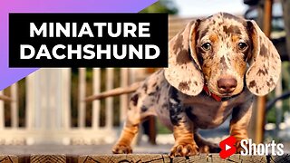 Miniature Dachshund 🐶 One Of The Smallest Dog Breeds In The World #shorts