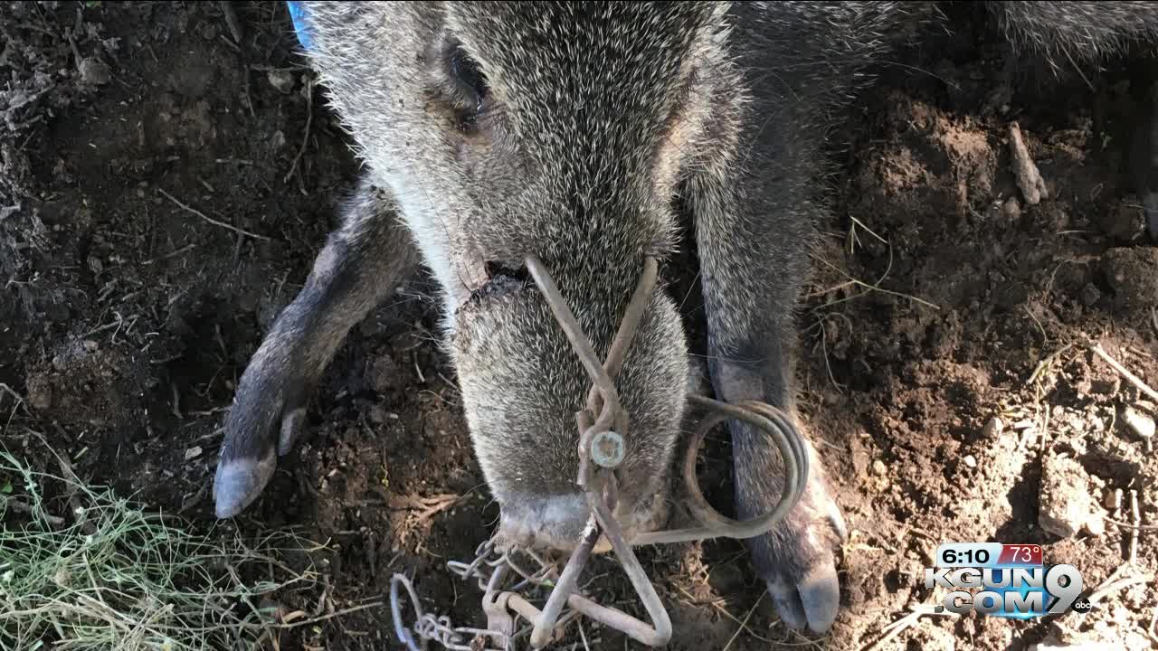 AZGFD offers reward in case of Javelina entrapped