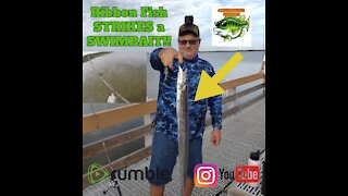 Ribbon Fish STRIKES a Swimbait!!
