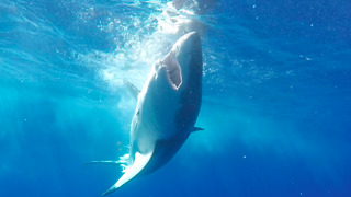 Great White Shark repeatedly coming at divers