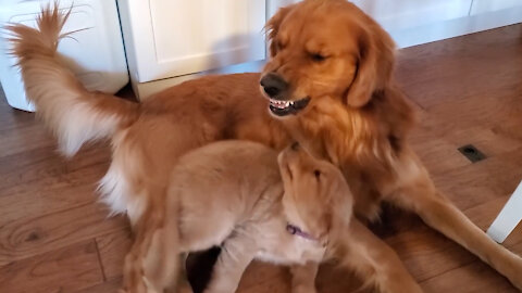 Golden Retriever Dad Tells Daughter Playtime is Over