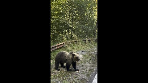 Wild Bear eating apple transfagaran Romania