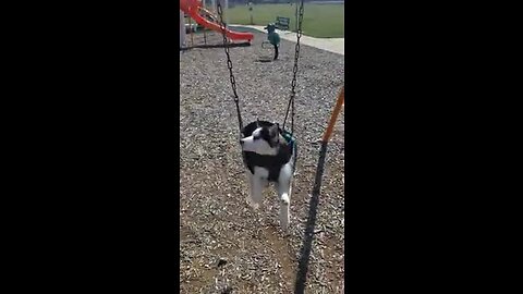 Husky puppy nearly falls asleep in swing set