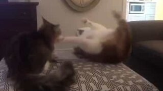 Fat cat can't pull its own weight and takes a tumble
