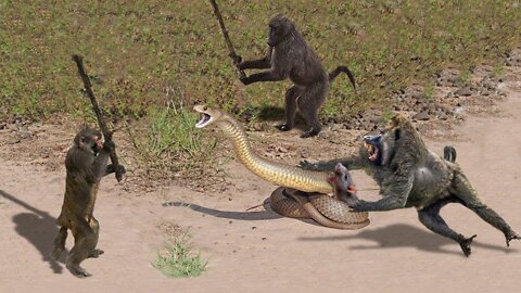 OMG! Capuchin Monkey Rescue Mouse From Banded Krait Snake Swallowing - Snake vs Mongoose, Monkey