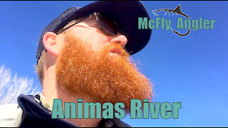 Fly Fishing for TROUT on the Animas River in Durango, CO - McFly Angler Episode 5