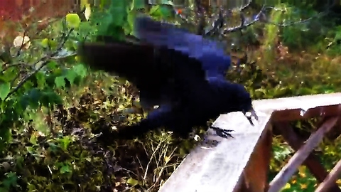 Rescued crow learns to catch peanuts