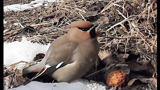 Drunk waxwing