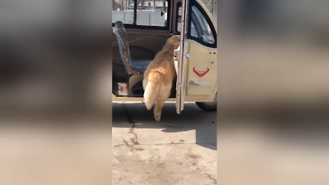 This is the hilarious moment a timid golden retriever