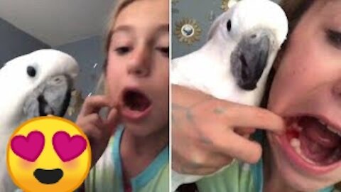 Pet Cockatoo pulls out girl's lose tooth