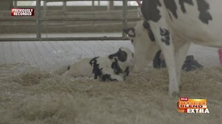 Blend Extra: Dairy Farming's Impact on Our Communities