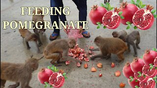 Feeding 5kg pomegranate