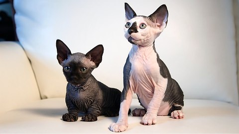 New Cat Breeds: Meet the Hairless SphynxieBob And BamBob