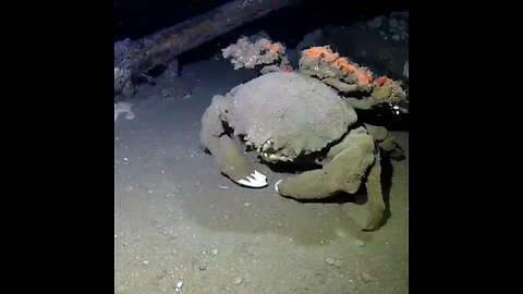 Sponge crab looks like something from outer space