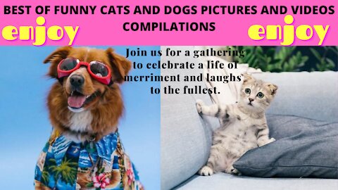 BEST OF FUNNY CATS AND DOGS PICTURES AND VIDEOS COMPILATIONS