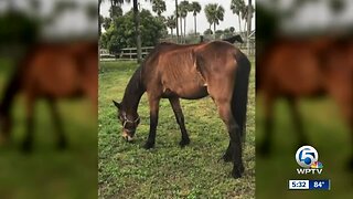 Two arrests in neglected horses case