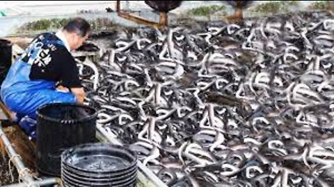 How Japanese Farming Million of Eel and Harvesting Them - World Most Expensive Eels Meat Processing