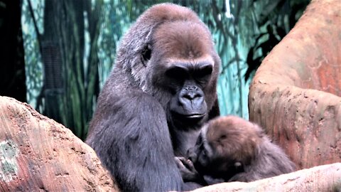 Gorilla baby and mother share tender moments together